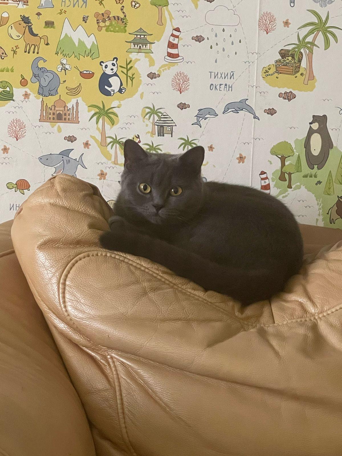 Фото В снегу и за рулем: в Новосибирске опубликовано свыше 50 фото милых питомцев к Дню кошек 2 - Сиб.ФМ Фото В снегу и за рулем: в Новосибирске опубликовано свыше 50 фото милых питомцев к Дню кошек 2